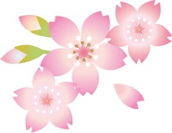 ピンクの桜の花　イラスト