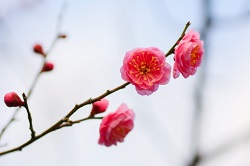 八重揚羽　ピンクの梅の花