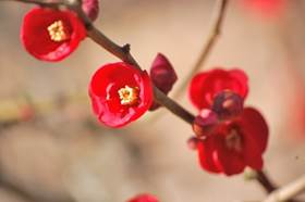 真っ赤な梅の花