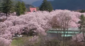 高遠城址公園　満開の桜