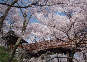 高遠城址公園と満開の桜