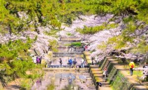 夙川公園　満開の桜　春風景