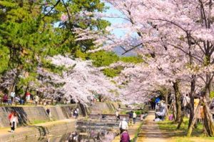 夙川公園　桜並木と多くの花見客