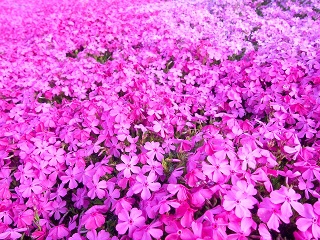 芝桜の育て方 増やし方や植え方のコツは 時期や枯らさない方法は 季節お役立ち情報局