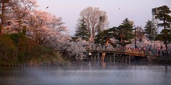 髙田公園　桜の季節