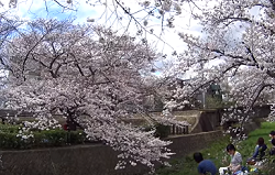 夙川公園　満開の桜と花見客