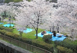 満開の桜とお花見シート