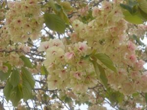 満開のウコン桜