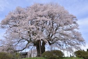 岡山　満開の醍醐桜