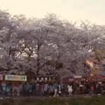 岡崎公園の桜2022の見頃と開花！桜まつりや家康行列は？屋台や駐車場は？
