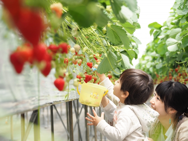 いちご狩りにおすすめの服装や持ち物は いちごの選び方やマナー 季節お役立ち情報局