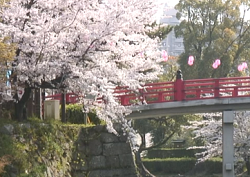 岡崎公園の神橋と桜