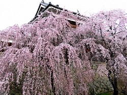 上田城　満開のしだれ桜