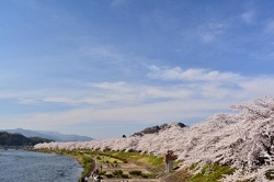 桧木内川堤　青空と満開の桜並木　雄大な景色