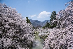 満開の桜　雄大な風景