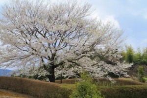 岡山　満開の醍醐桜