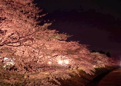 角館　桧木内川堤　桜並木の華やかなライトアップ