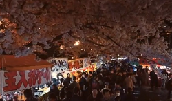 岡崎公園　夜桜と屋台通りと多くの観桜客