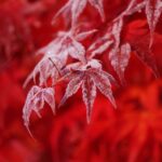 霜が降りた紅葉