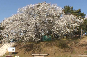 かみね公園　大きな桜の木