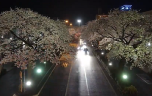平和通り　桜のライトアップ