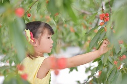 山形県さくらんぼ狩り人気おすすめランキング21 食べ放題は 季節お役立ち情報局