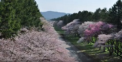 静内二十間道路桜並木　雄大な景色