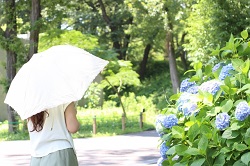 日傘をさして紫陽花を眺める女性
