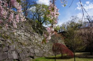 盛岡城跡公園と桜