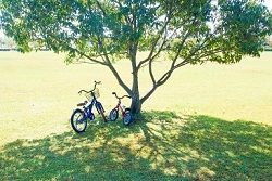 公園の大きな木　親子の自転車