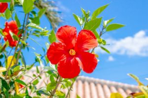 沖縄　ハイビスカスの赤い花と青空