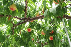 木に実っている桃