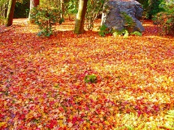 鮮やかな紅葉絨毯