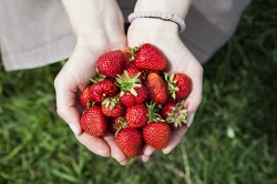 いちごの食べ方 美味しい健康的な食べ方は 洗ったほうが良い 季節お役立ち情報局