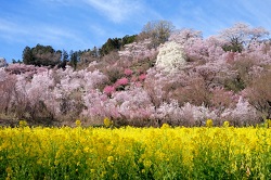 花見山公園の桜21の見頃と開花状況 花の種類や屋台は 駐車場は 季節お役立ち情報局