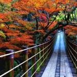 花貫渓谷　紅葉と汐見滝吊り橋