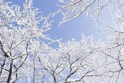 極寒の樹霜