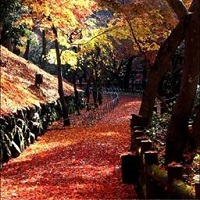 京都　紅葉の路