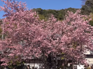 伊豆河津桜の原木