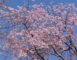 北の丸公園の桜22の見頃と開花 お花見スポットやライトアップは 季節お役立ち情報局