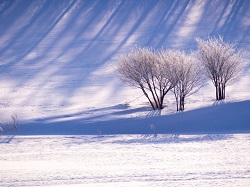真冬の風景　一面の雪