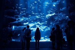 水族館デート男性の服装 春夏秋冬 付き合う前でもok 季節お役立ち情報局