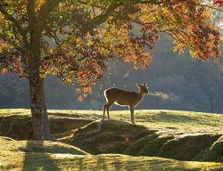 奈良公園の紅葉の見頃時期 東大寺や若草山は ライトアップは 季節お役立ち情報局