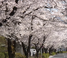 長瀞の桜21の花見頃と開花 桜まつりやライトアップは 混雑は 季節お役立ち情報局