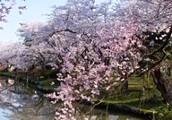 村松公園の桜の見頃と開花 桜まつりやライトアップは 屋台は 季節お役立ち情報局