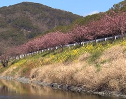 佐久間ダム公園　満開の桜と菜の花