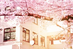 学校の校舎と桜の木