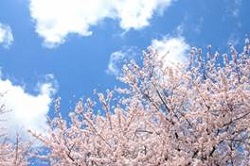 青空と雲と桜