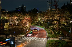 東京ミッドタウン　桜のライトアップ