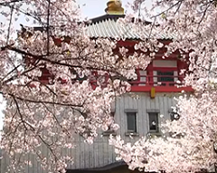 紀三井寺　満開の桜